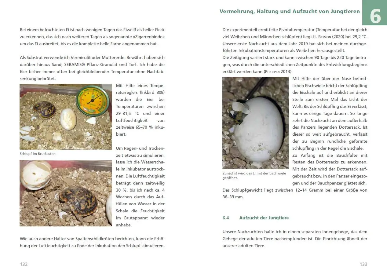 Bild: 9783944484372 | Spaltenschildkröten Malacochersus tornieri | Torsten Kiefer | Buch