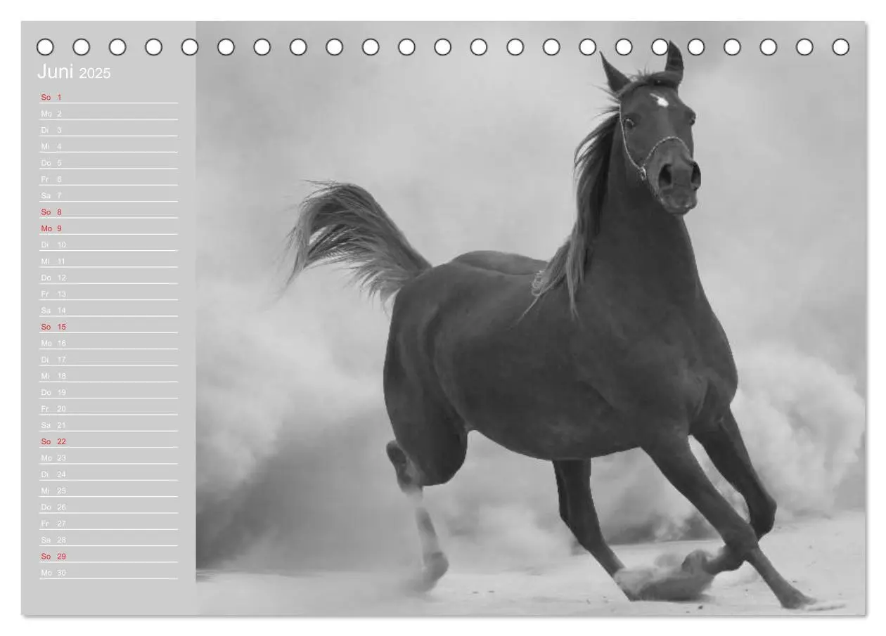 Bild: 9783435684472 | Arabische Pferde (Tischkalender 2025 DIN A5 quer), CALVENDO...