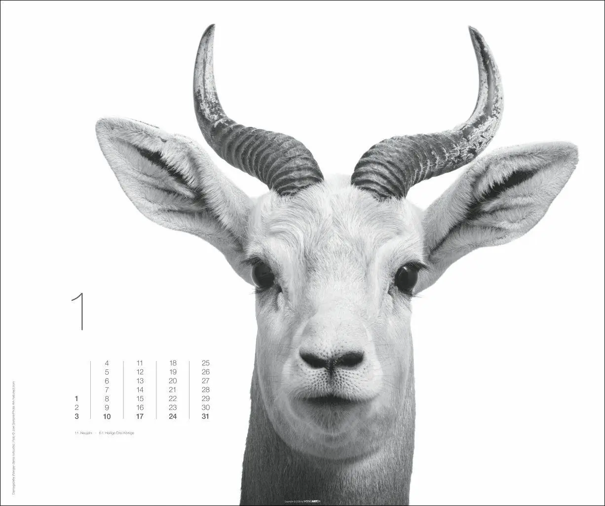 Bild: 9783839904572 | Black &amp; White Animals 2027 | Kalender | Spiralbindung | 14 S. | 2027