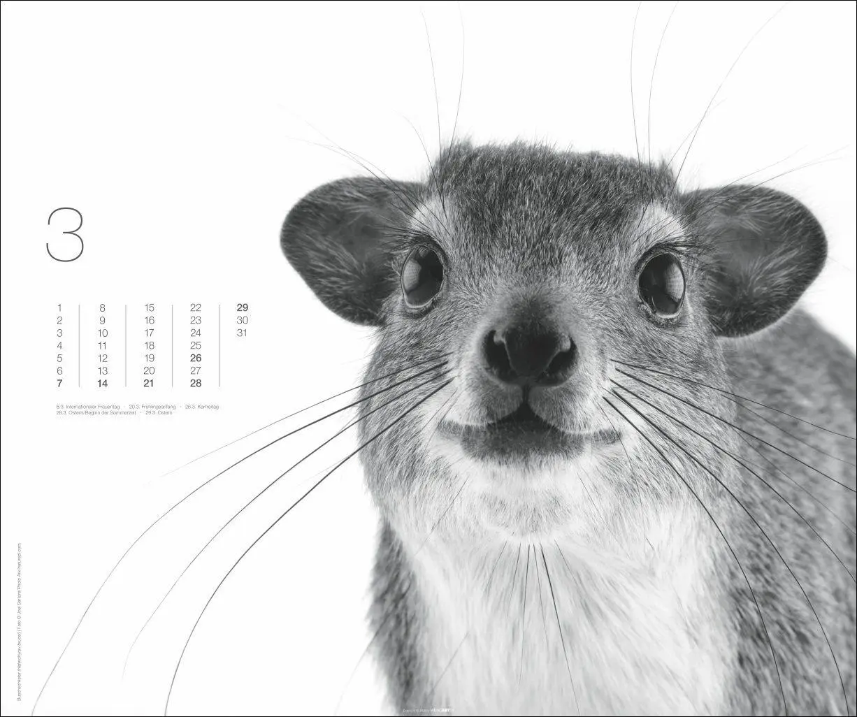 Bild: 9783839904572 | Black &amp; White Animals 2027 | Kalender | Spiralbindung | 14 S. | 2027