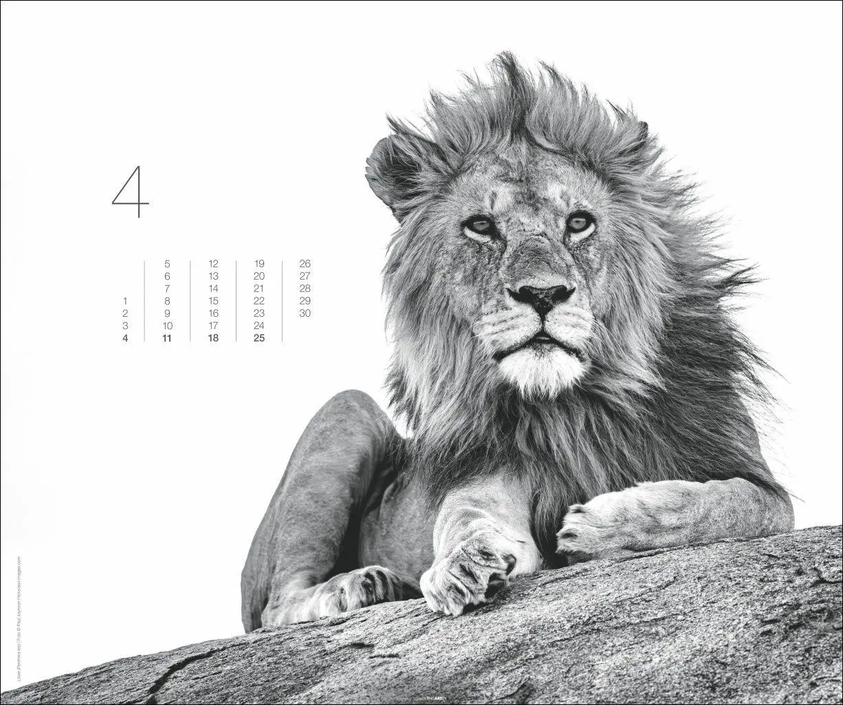 Bild: 9783839904572 | Black &amp; White Animals 2027 | Kalender | Spiralbindung | 14 S. | 2027