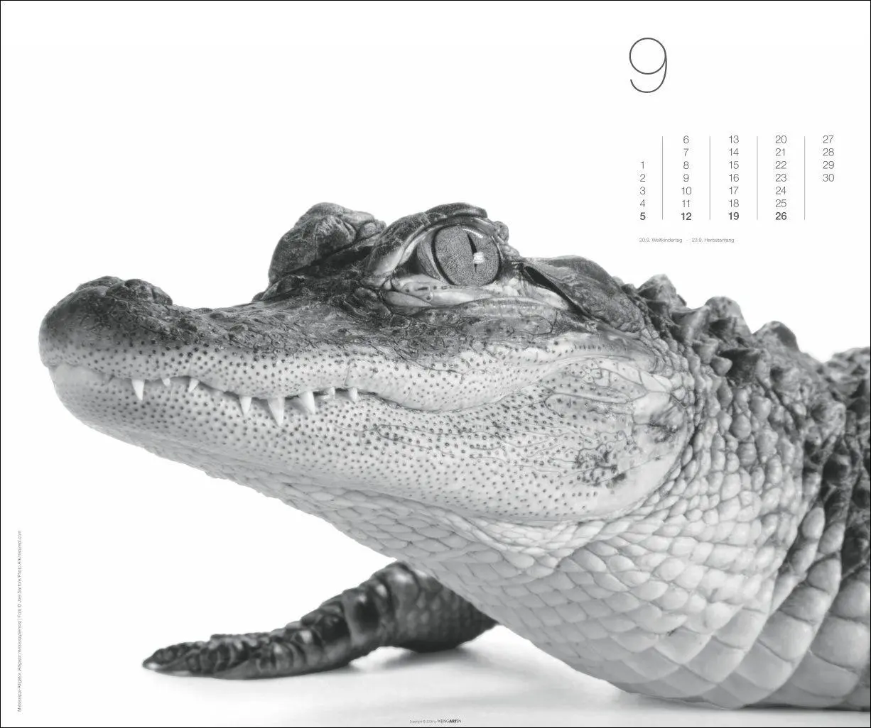 Bild: 9783839904572 | Black &amp; White Animals 2027 | Kalender | Spiralbindung | 14 S. | 2027