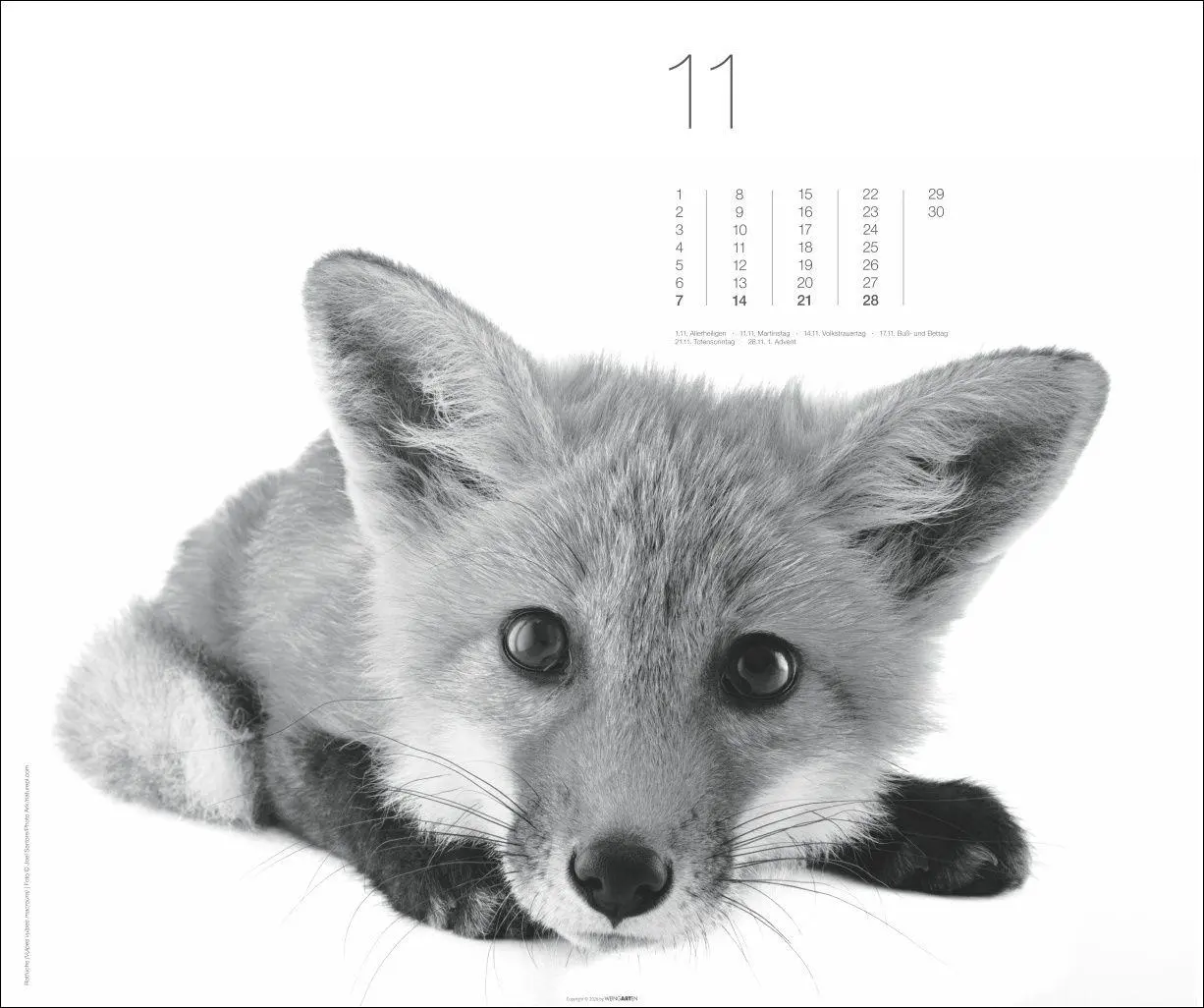 Bild: 9783839904572 | Black &amp; White Animals 2027 | Kalender | Spiralbindung | 14 S. | 2027