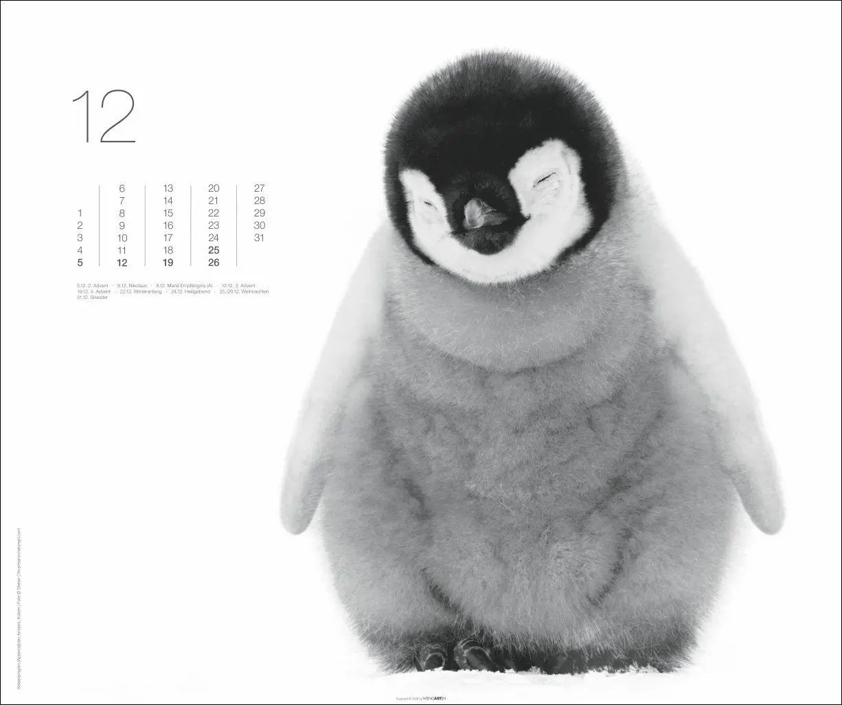 Bild: 9783839904572 | Black &amp; White Animals 2027 | Kalender | Spiralbindung | 14 S. | 2027