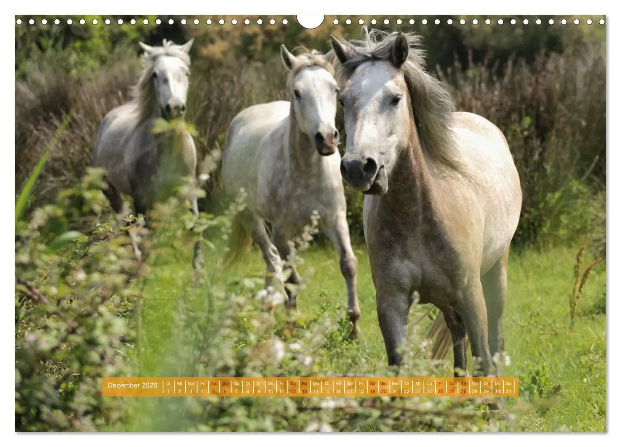 Bild: 9783457514672 | Südfrankreich - Rund um Montpellier (Wandkalender 2026 DIN A3...