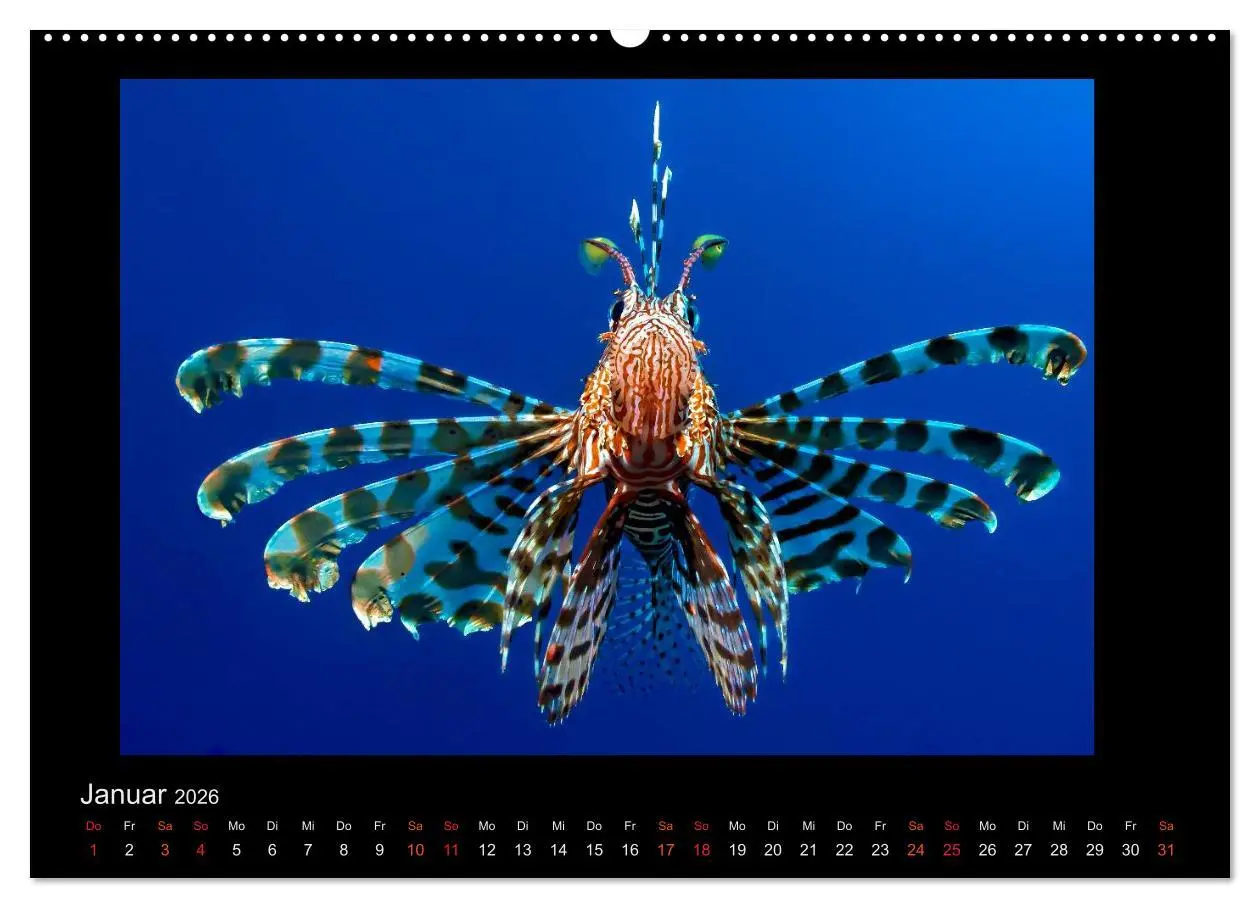 Bild: 9783516154672 | Ocean-Art / CH-Version (Wandkalender 2026 DIN A2 quer), CALVENDO...
