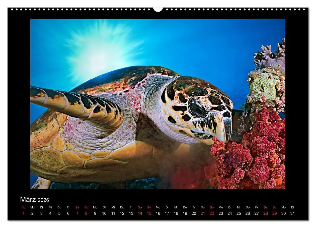 Bild: 9783516154672 | Ocean-Art / CH-Version (Wandkalender 2026 DIN A2 quer), CALVENDO...
