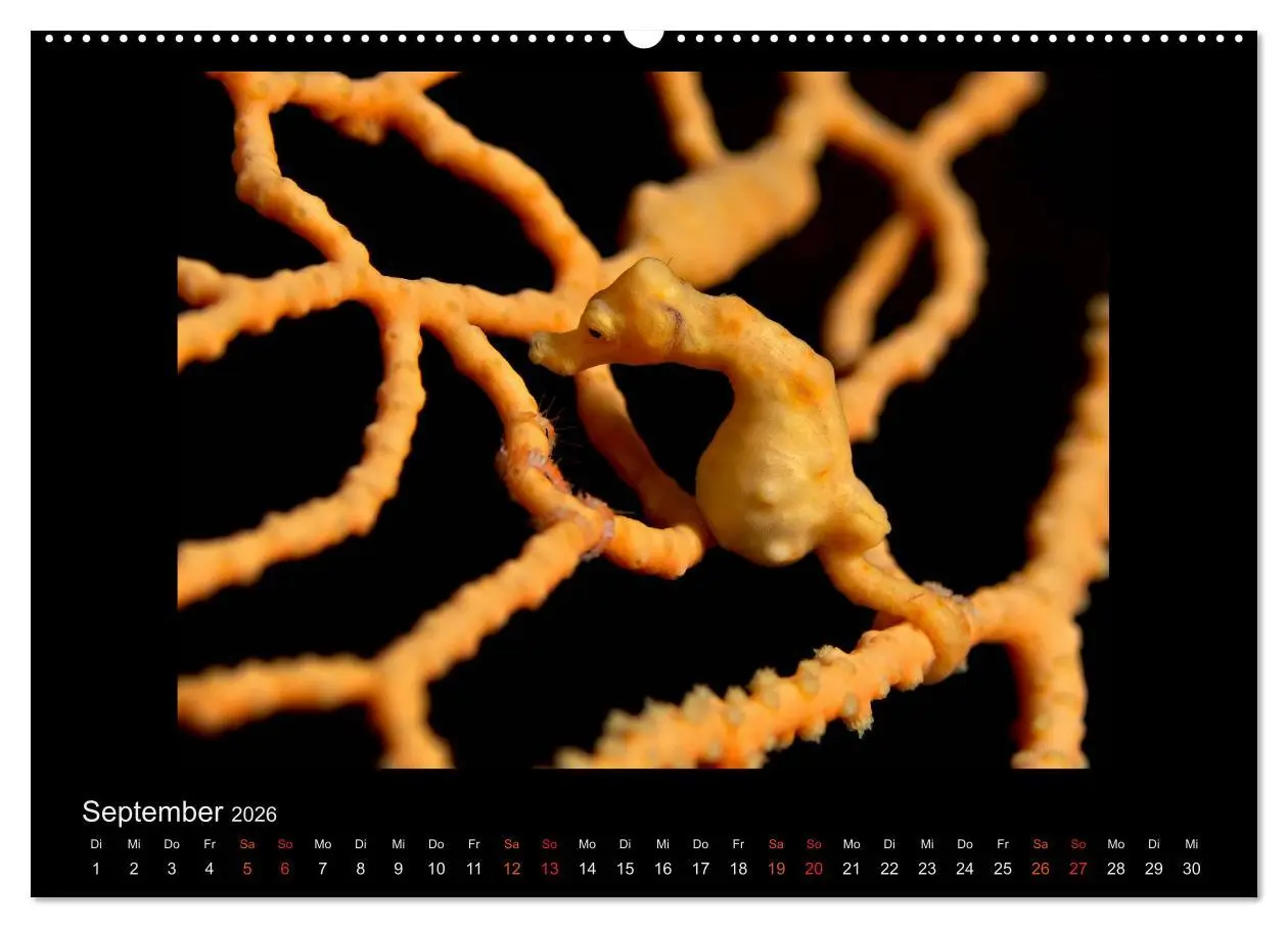 Bild: 9783516154672 | Ocean-Art / CH-Version (Wandkalender 2026 DIN A2 quer), CALVENDO...