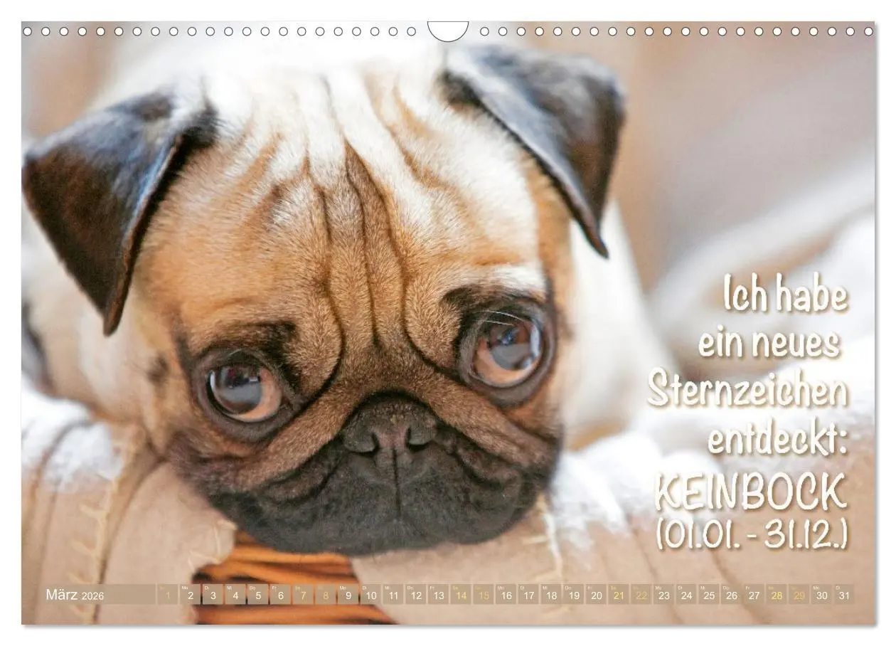 Bild: 9783516604672 | Mopsala: Vom Glück, ein Mops zu sein (Wandkalender 2026 DIN A3...
