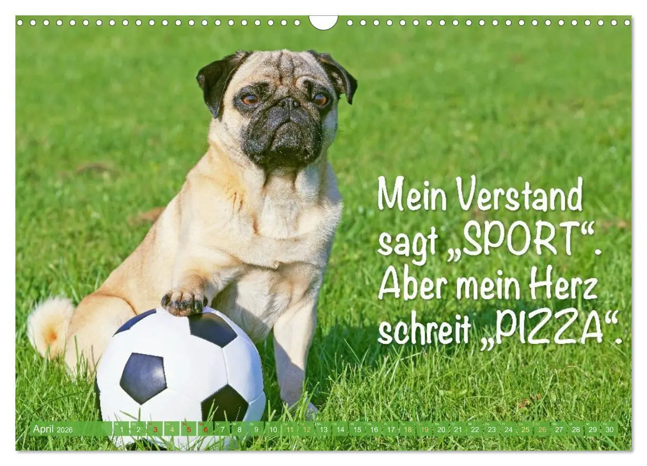 Bild: 9783516604672 | Mopsala: Vom Glück, ein Mops zu sein (Wandkalender 2026 DIN A3...