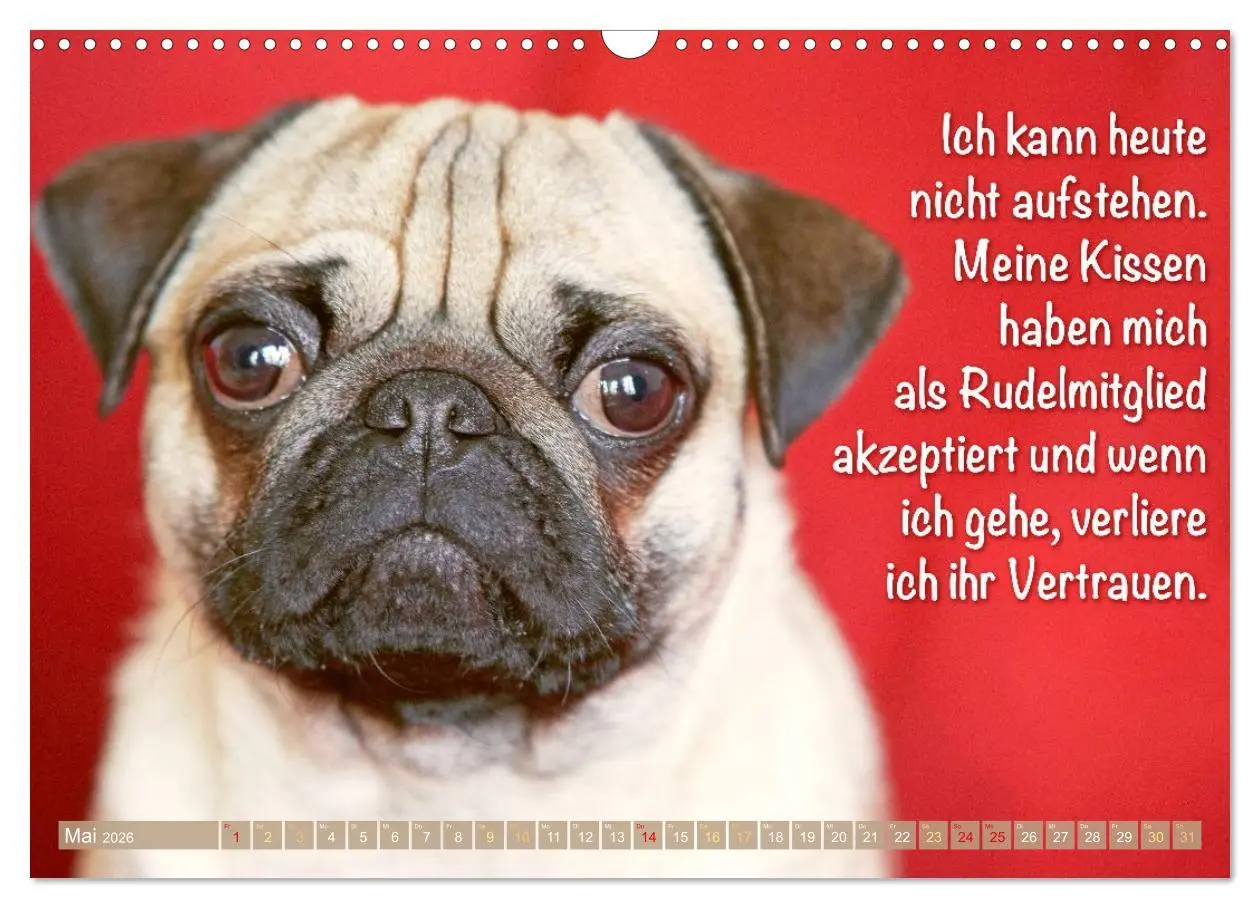 Bild: 9783516604672 | Mopsala: Vom Glück, ein Mops zu sein (Wandkalender 2026 DIN A3...