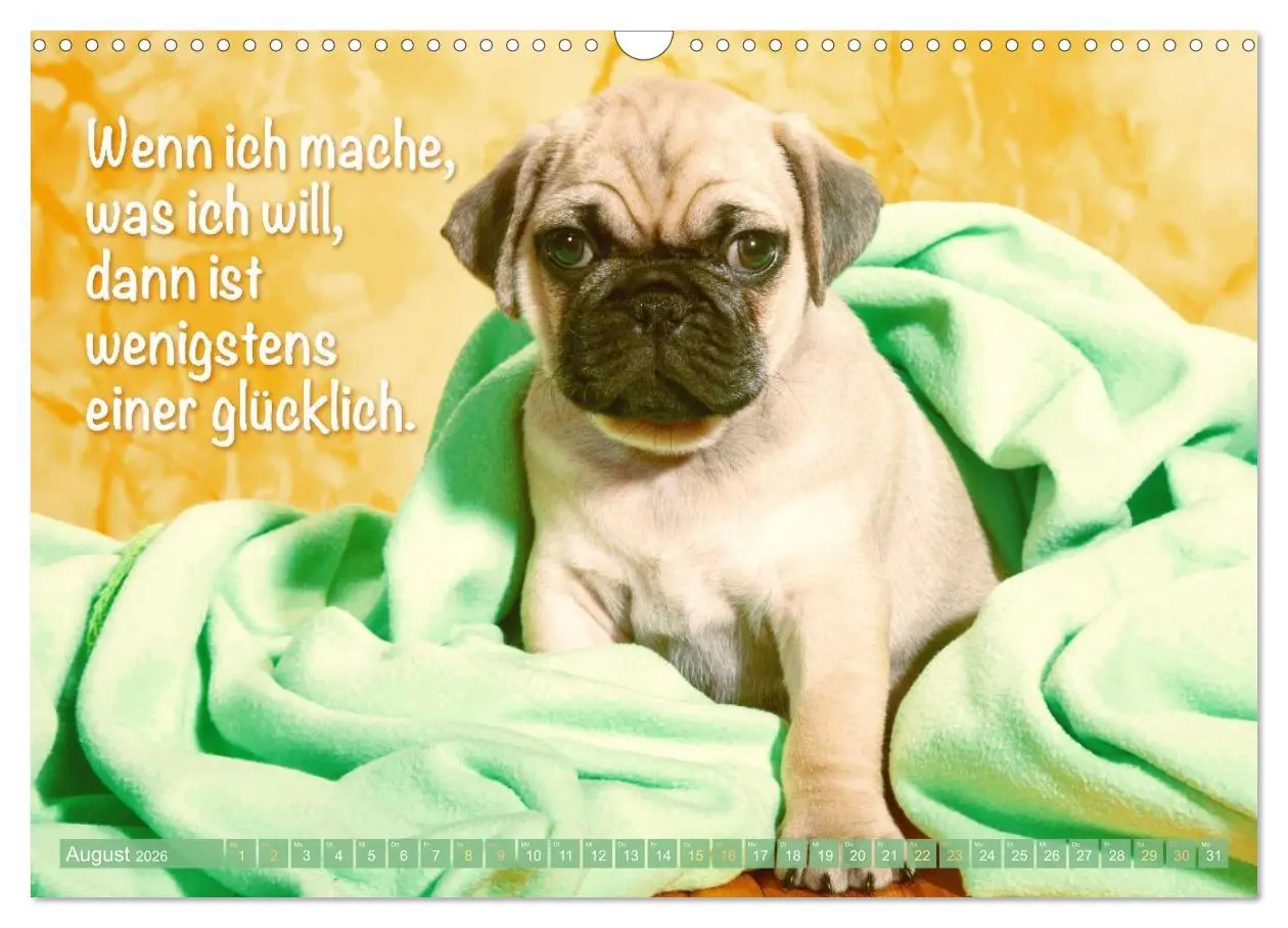 Bild: 9783516604672 | Mopsala: Vom Glück, ein Mops zu sein (Wandkalender 2026 DIN A3...