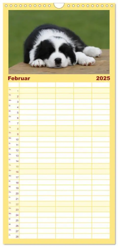 Bild: 9783457124772 | Familienplaner 2025 - Border Collie Welpen mit 5 Spalten...
