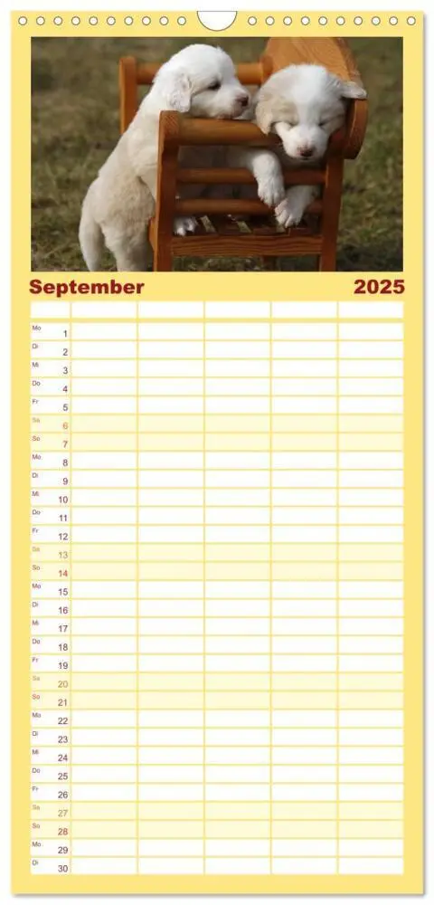 Bild: 9783457124772 | Familienplaner 2025 - Border Collie Welpen mit 5 Spalten...