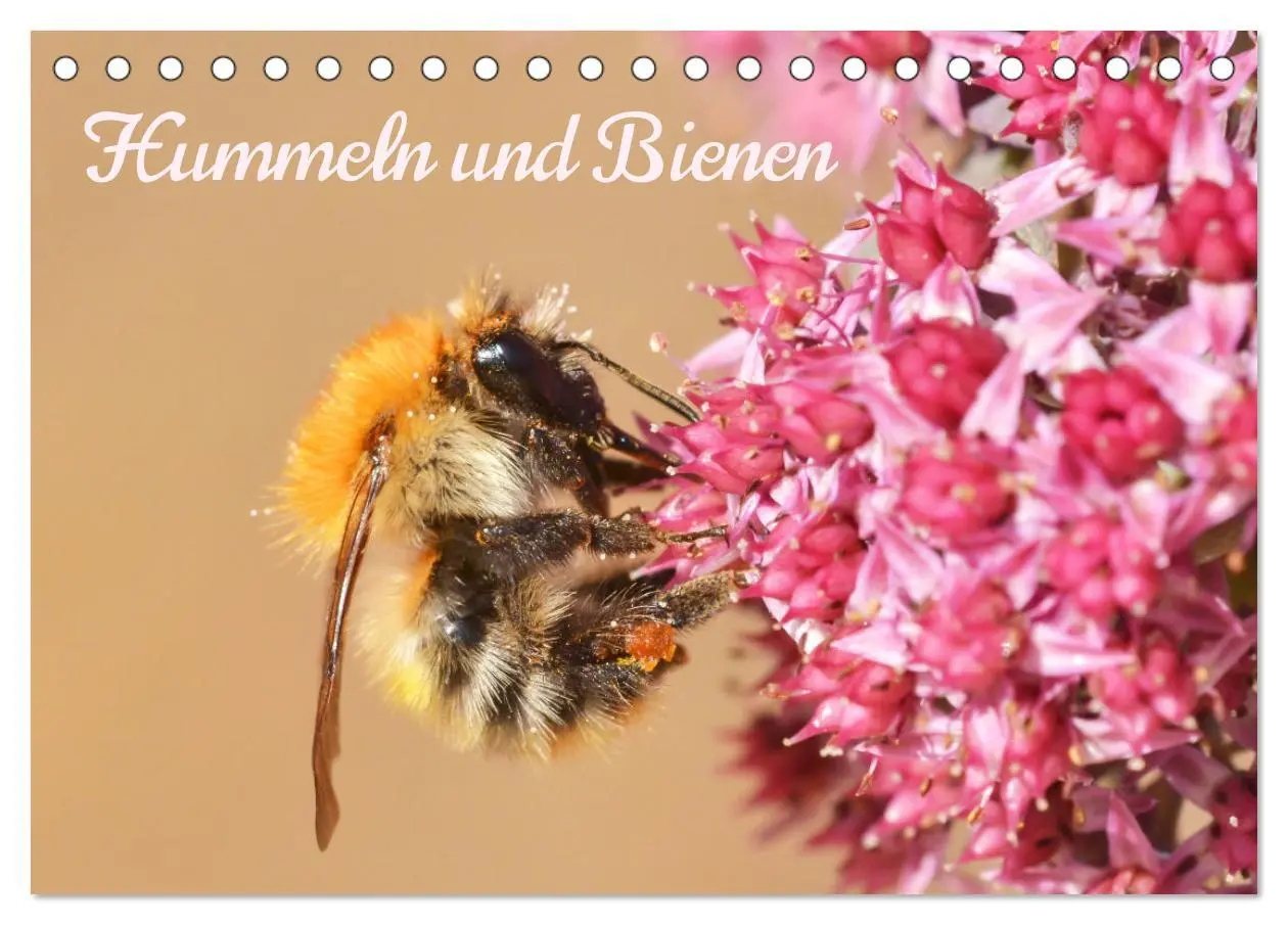 Cover: 9783457414972 | Hummeln und Bienen (Tischkalender 2026 DIN A5 quer), CALVENDO...