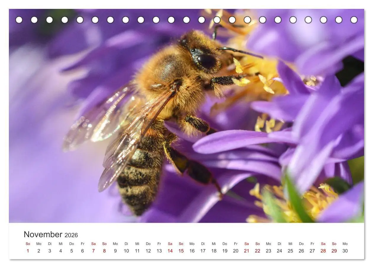 Bild: 9783457414972 | Hummeln und Bienen (Tischkalender 2026 DIN A5 quer), CALVENDO...