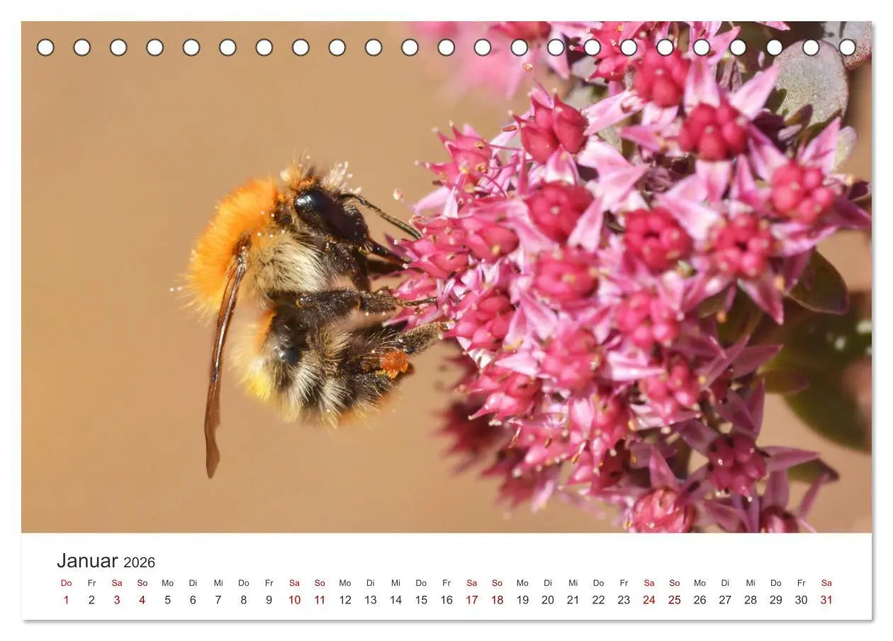 Bild: 9783457414972 | Hummeln und Bienen (Tischkalender 2026 DIN A5 quer), CALVENDO...