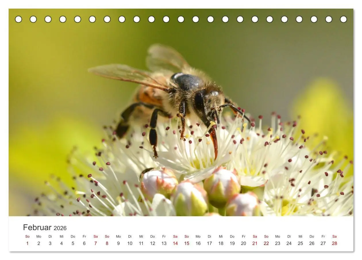 Bild: 9783457414972 | Hummeln und Bienen (Tischkalender 2026 DIN A5 quer), CALVENDO...