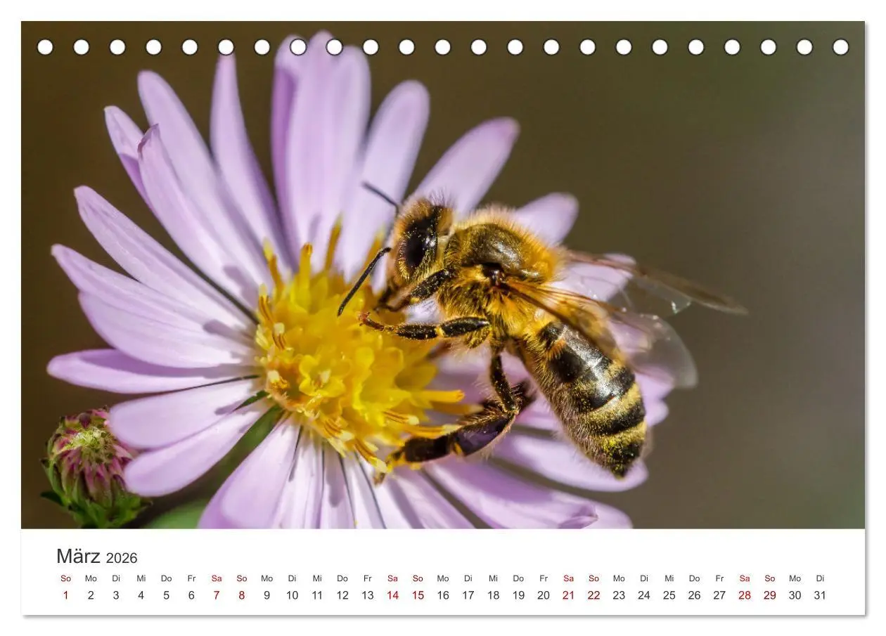 Bild: 9783457414972 | Hummeln und Bienen (Tischkalender 2026 DIN A5 quer), CALVENDO...