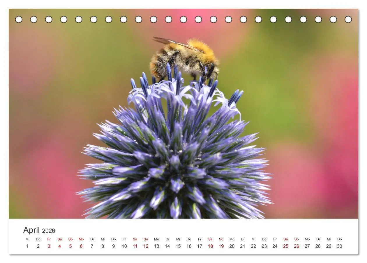 Bild: 9783457414972 | Hummeln und Bienen (Tischkalender 2026 DIN A5 quer), CALVENDO...