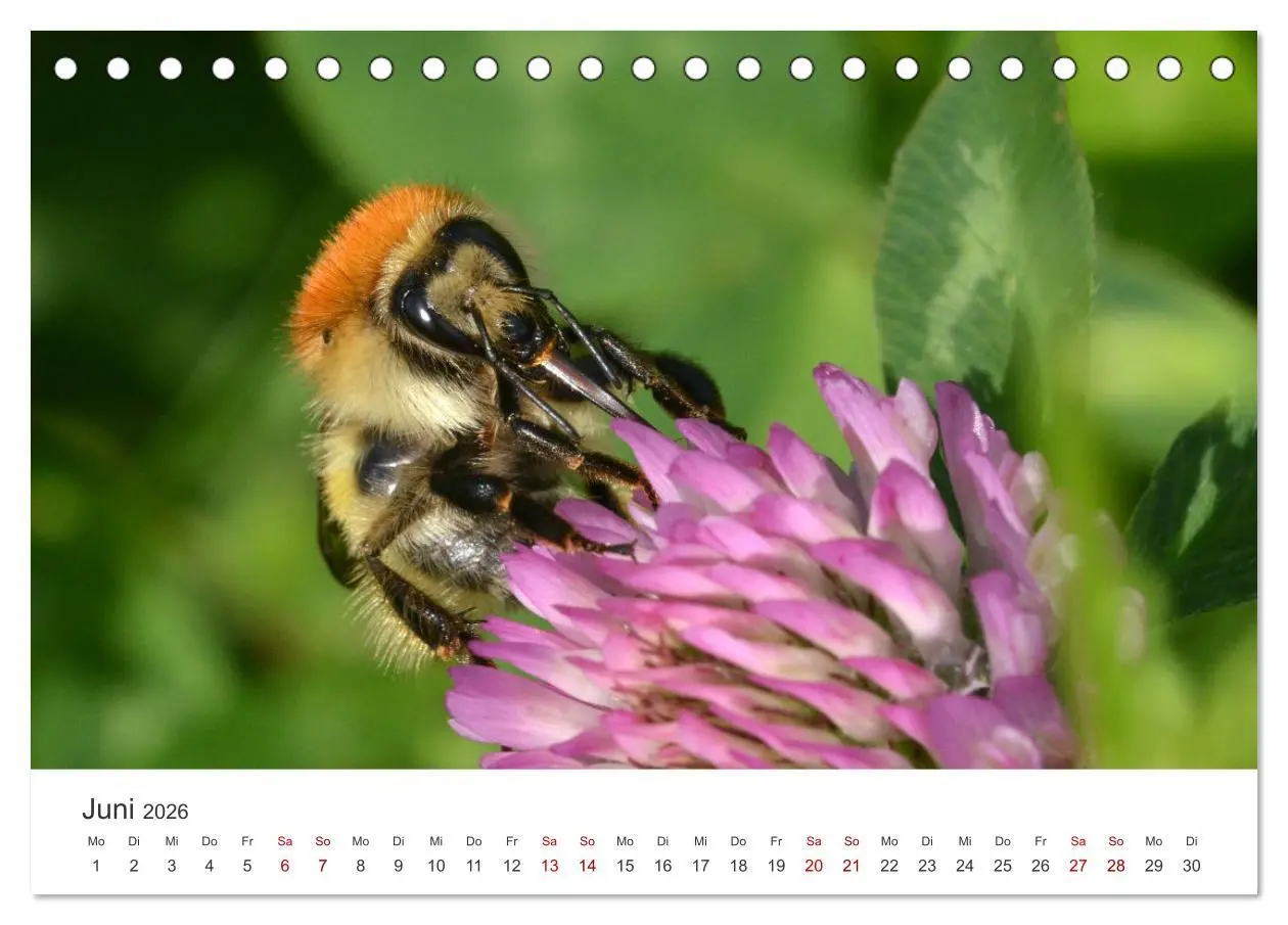 Bild: 9783457414972 | Hummeln und Bienen (Tischkalender 2026 DIN A5 quer), CALVENDO...