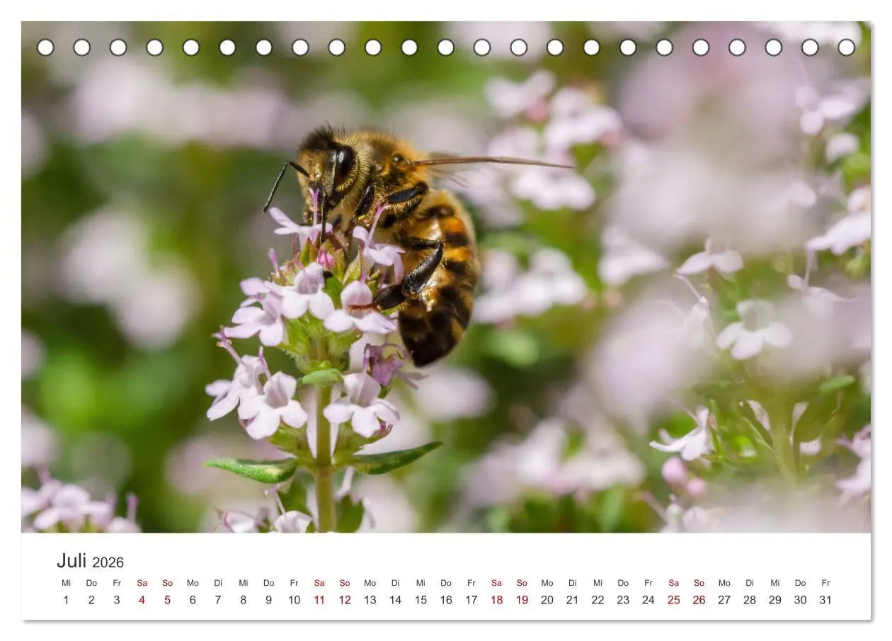 Bild: 9783457414972 | Hummeln und Bienen (Tischkalender 2026 DIN A5 quer), CALVENDO...