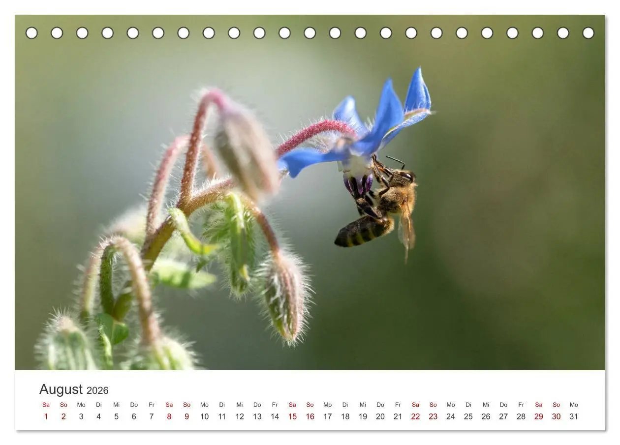Bild: 9783457414972 | Hummeln und Bienen (Tischkalender 2026 DIN A5 quer), CALVENDO...