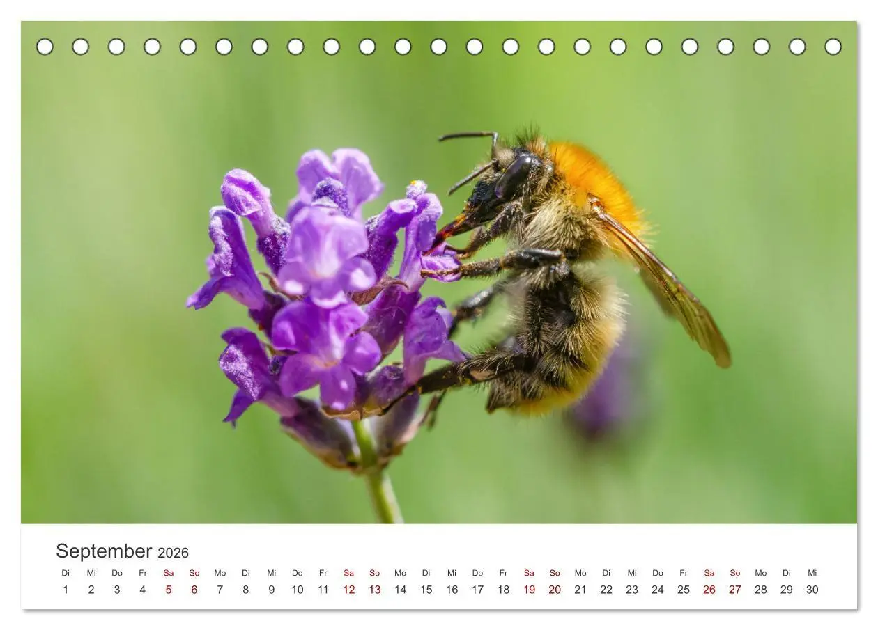 Bild: 9783457414972 | Hummeln und Bienen (Tischkalender 2026 DIN A5 quer), CALVENDO...