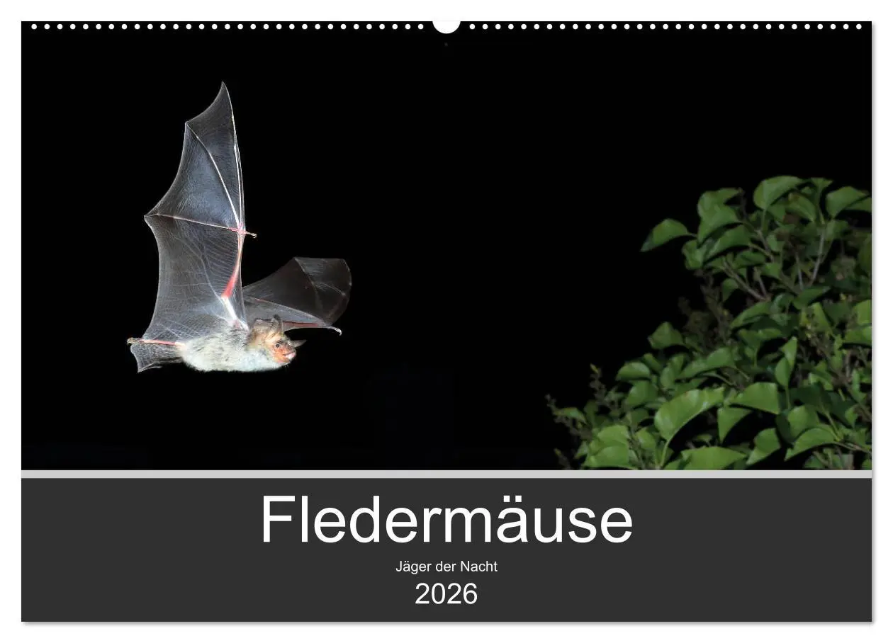 Cover: 9783457845172 | Fledermäuse - Jäger der Nacht (Wandkalender 2026 DIN A2 quer),...