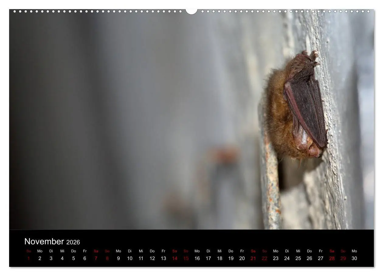 Bild: 9783457845172 | Fledermäuse - Jäger der Nacht (Wandkalender 2026 DIN A2 quer),...