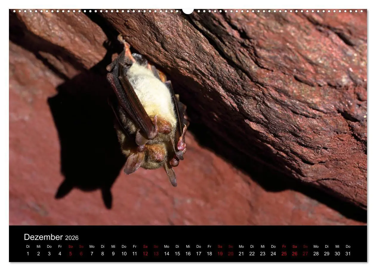 Bild: 9783457845172 | Fledermäuse - Jäger der Nacht (Wandkalender 2026 DIN A2 quer),...