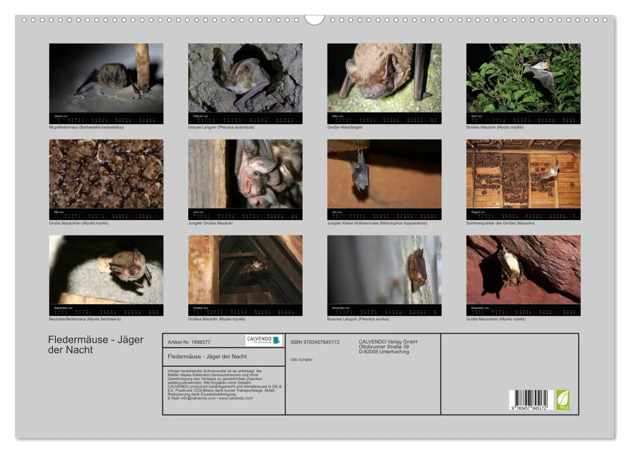 Bild: 9783457845172 | Fledermäuse - Jäger der Nacht (Wandkalender 2026 DIN A2 quer),...