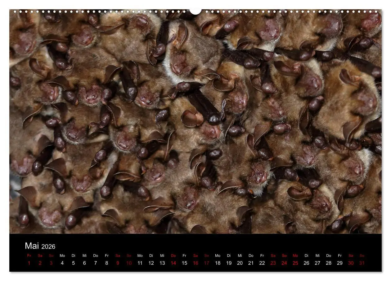 Bild: 9783457845172 | Fledermäuse - Jäger der Nacht (Wandkalender 2026 DIN A2 quer),...
