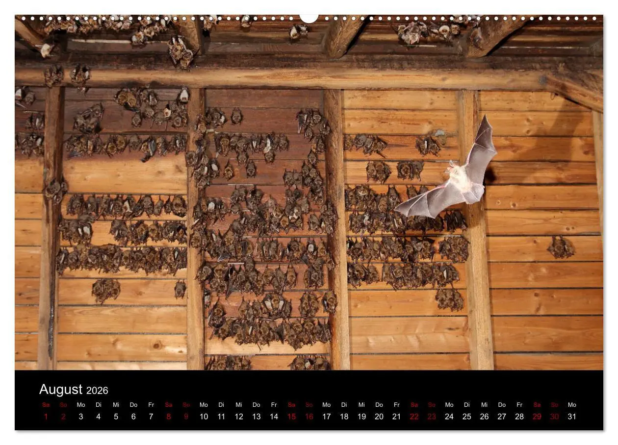 Bild: 9783457845172 | Fledermäuse - Jäger der Nacht (Wandkalender 2026 DIN A2 quer),...