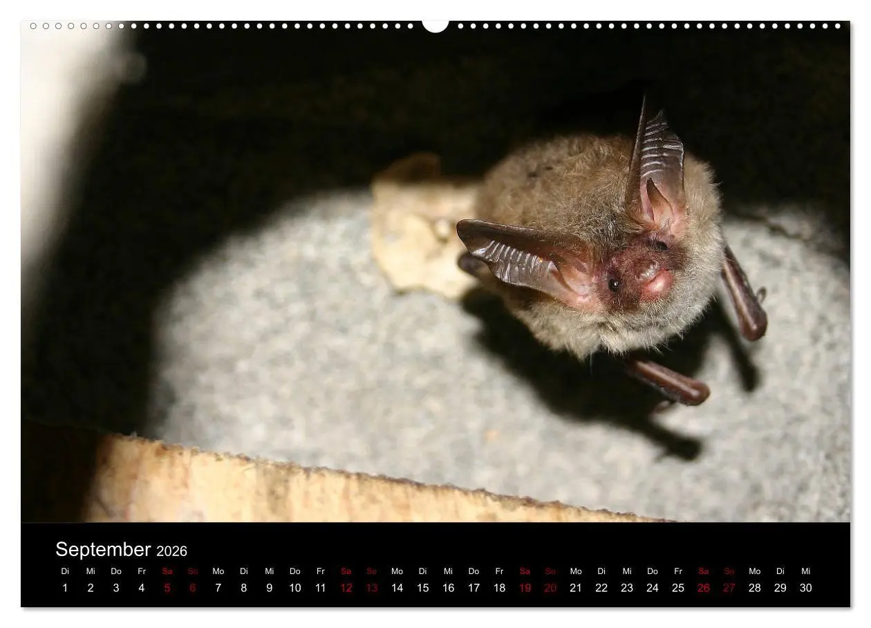 Bild: 9783457845172 | Fledermäuse - Jäger der Nacht (Wandkalender 2026 DIN A2 quer),...
