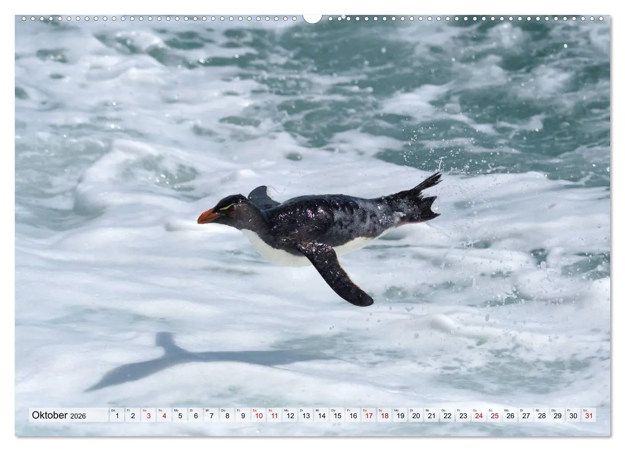 Bild: 9783457695272 | Pinguine der Falkland Inseln (hochwertiger Premium Wandkalender...