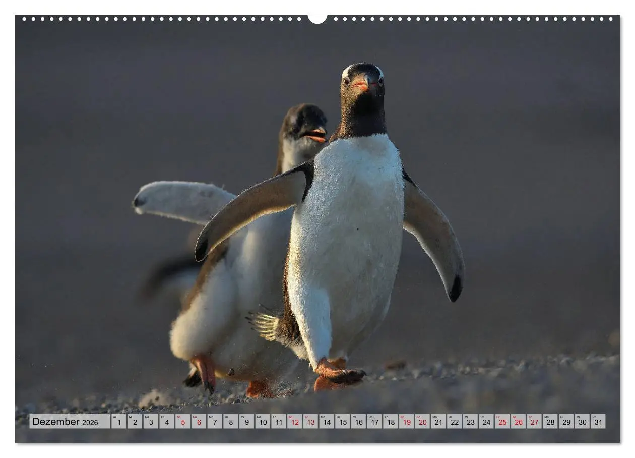 Bild: 9783457695272 | Pinguine der Falkland Inseln (hochwertiger Premium Wandkalender...