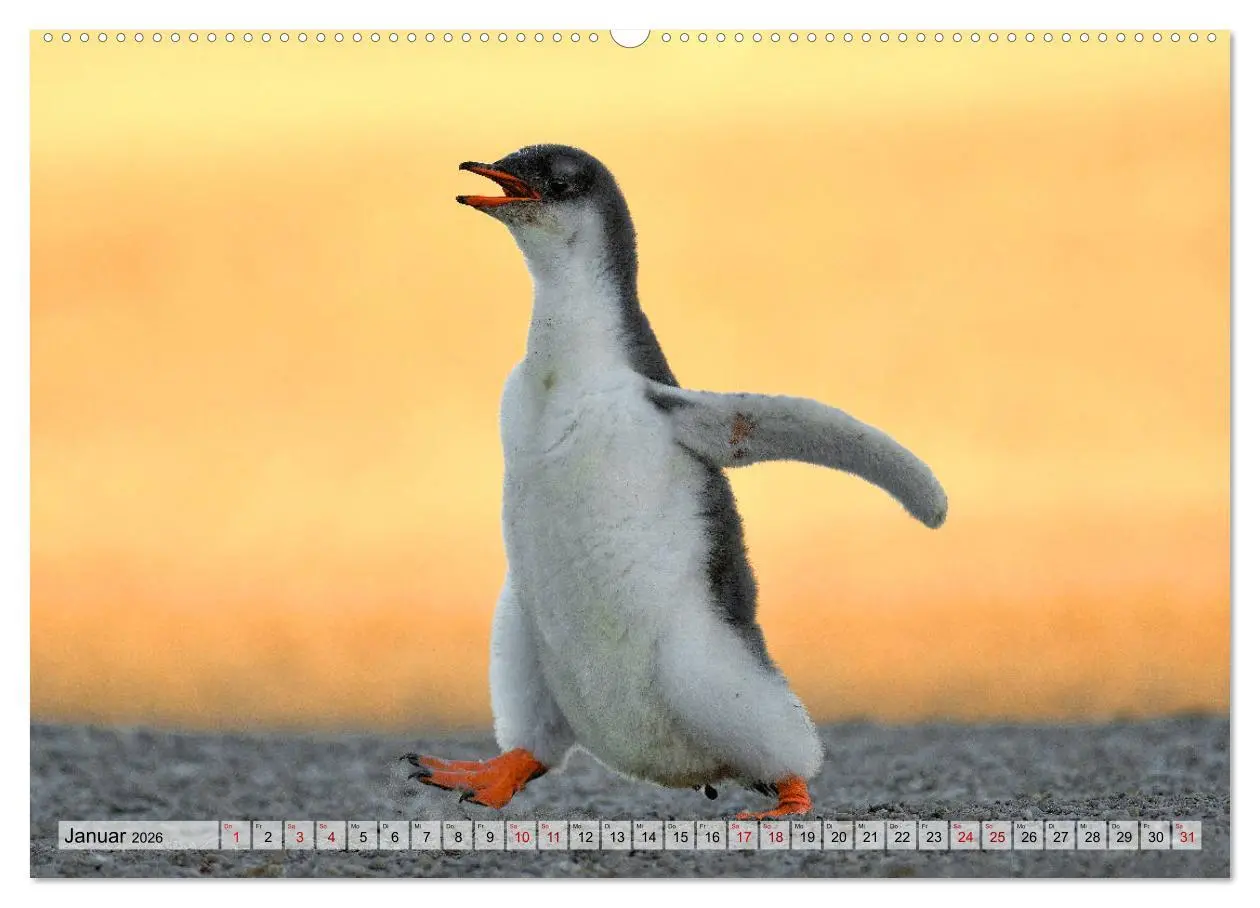 Bild: 9783457695272 | Pinguine der Falkland Inseln (hochwertiger Premium Wandkalender...