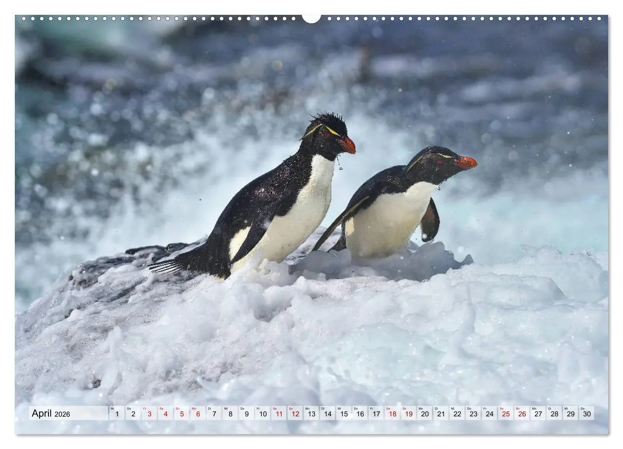 Bild: 9783457695272 | Pinguine der Falkland Inseln (hochwertiger Premium Wandkalender...