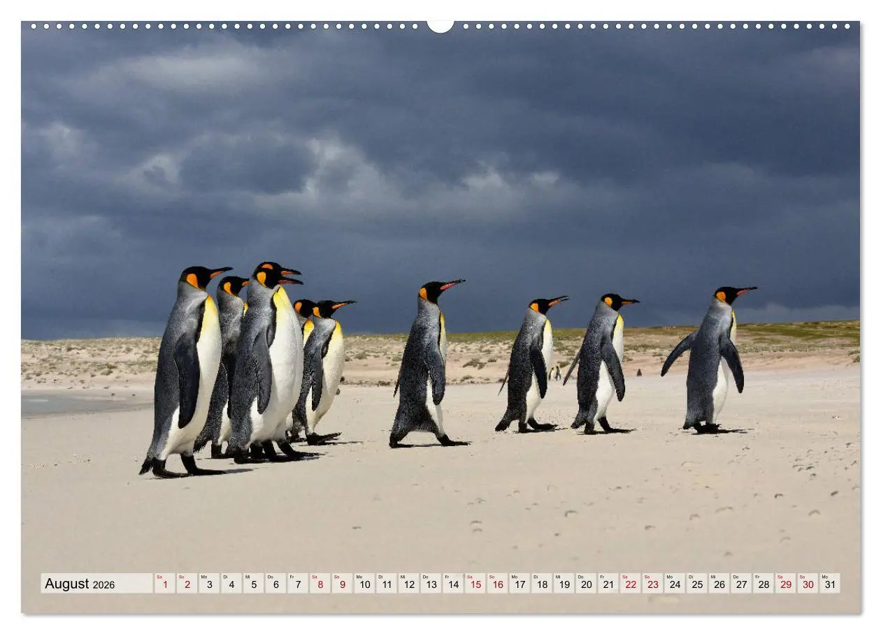 Bild: 9783457695272 | Pinguine der Falkland Inseln (hochwertiger Premium Wandkalender...