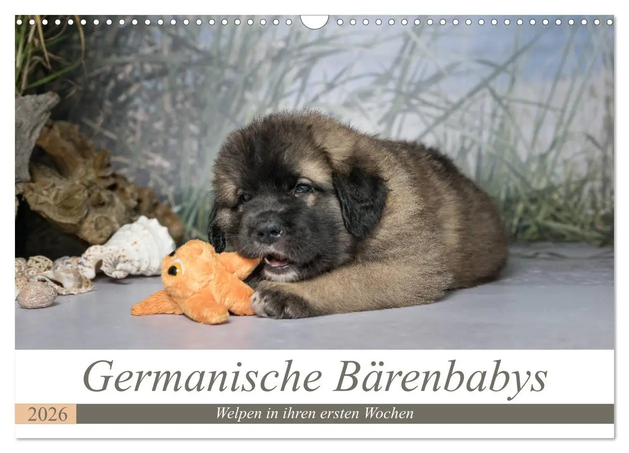 Cover: 9783457835272 | Germanische Bärenbabys (Wandkalender 2026 DIN A3 quer), CALVENDO...