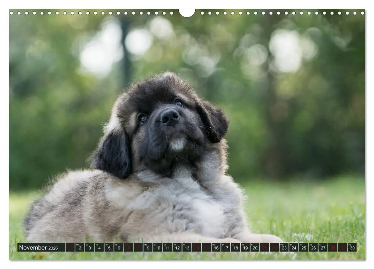 Bild: 9783457835272 | Germanische Bärenbabys (Wandkalender 2026 DIN A3 quer), CALVENDO...