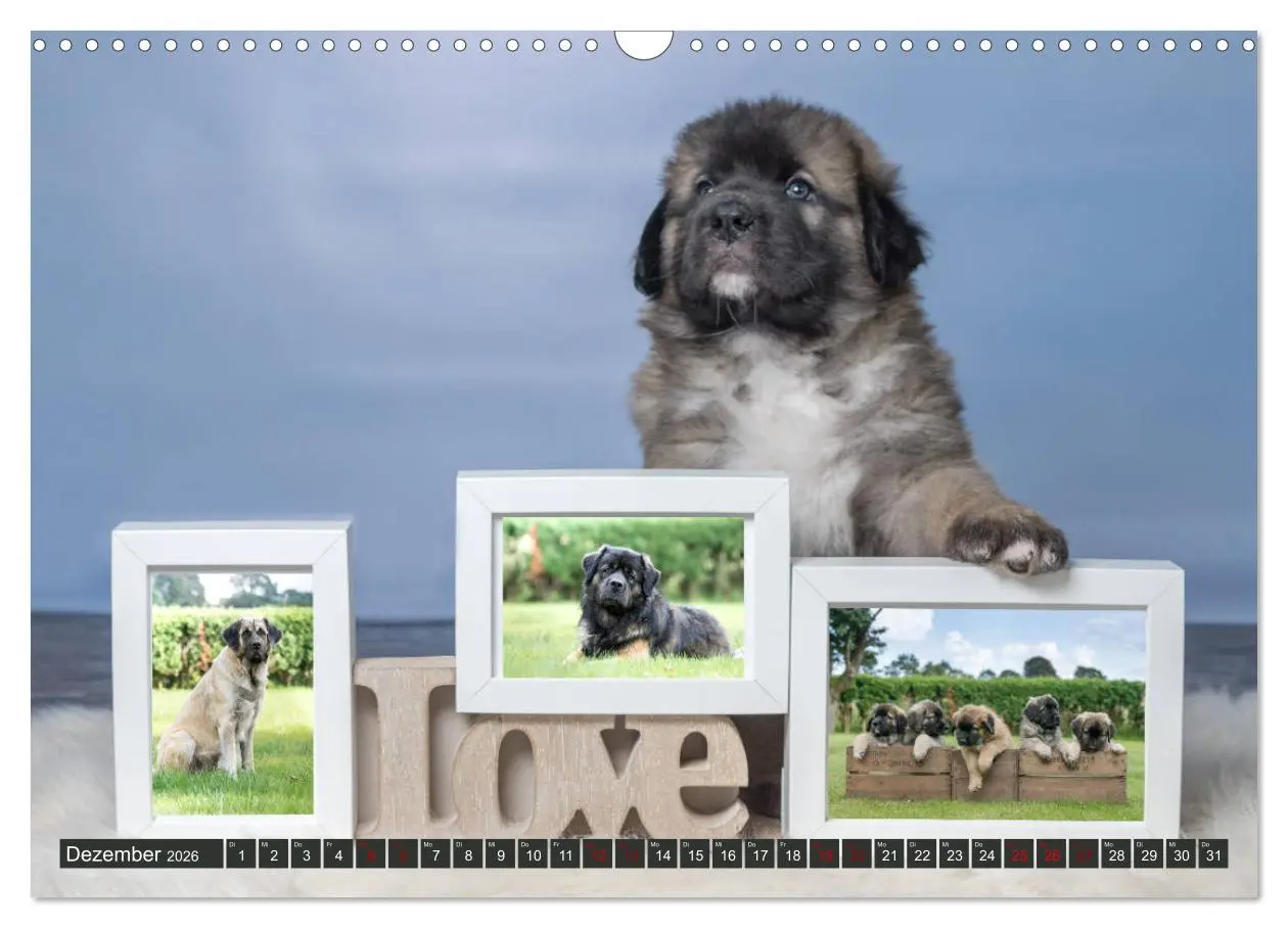 Bild: 9783457835272 | Germanische Bärenbabys (Wandkalender 2026 DIN A3 quer), CALVENDO...
