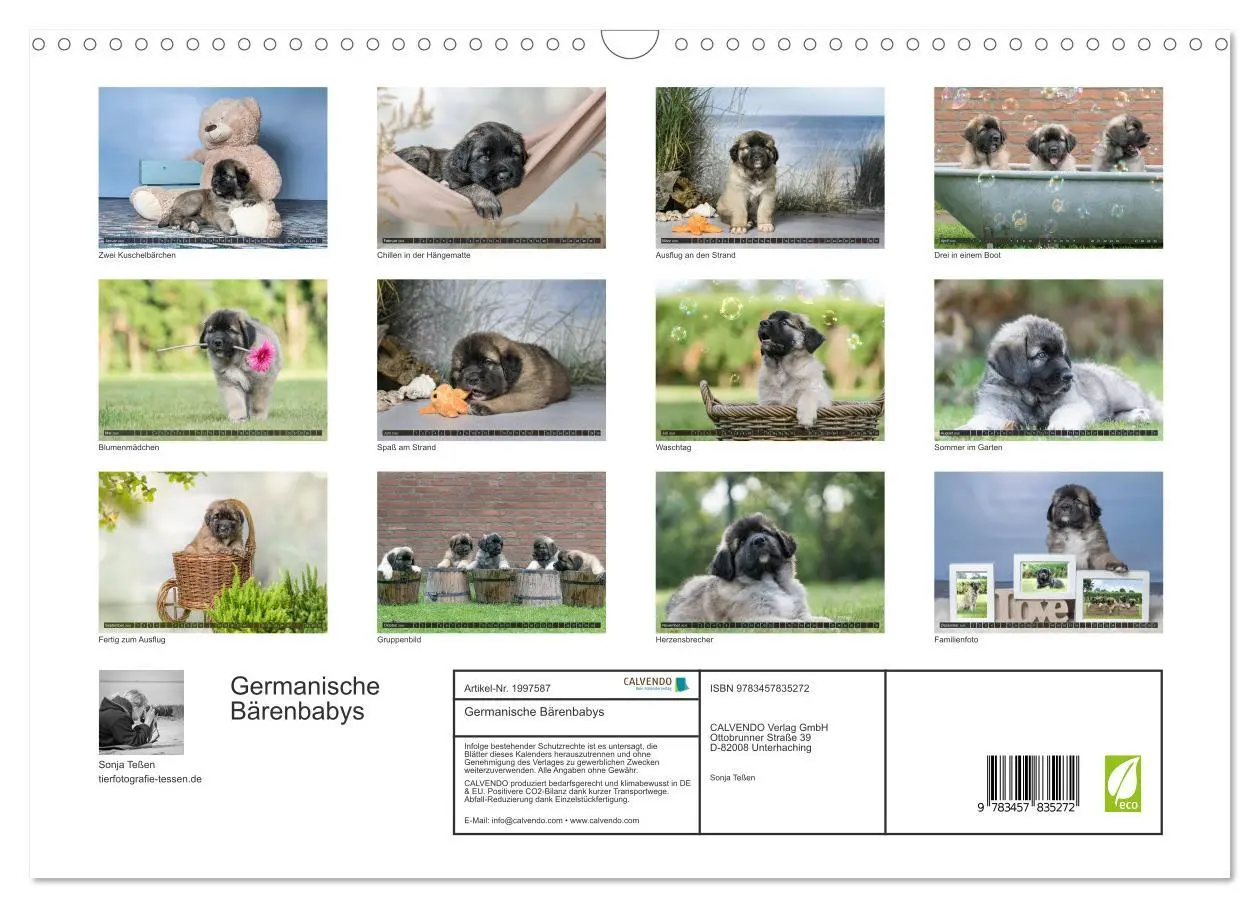 Bild: 9783457835272 | Germanische Bärenbabys (Wandkalender 2026 DIN A3 quer), CALVENDO...