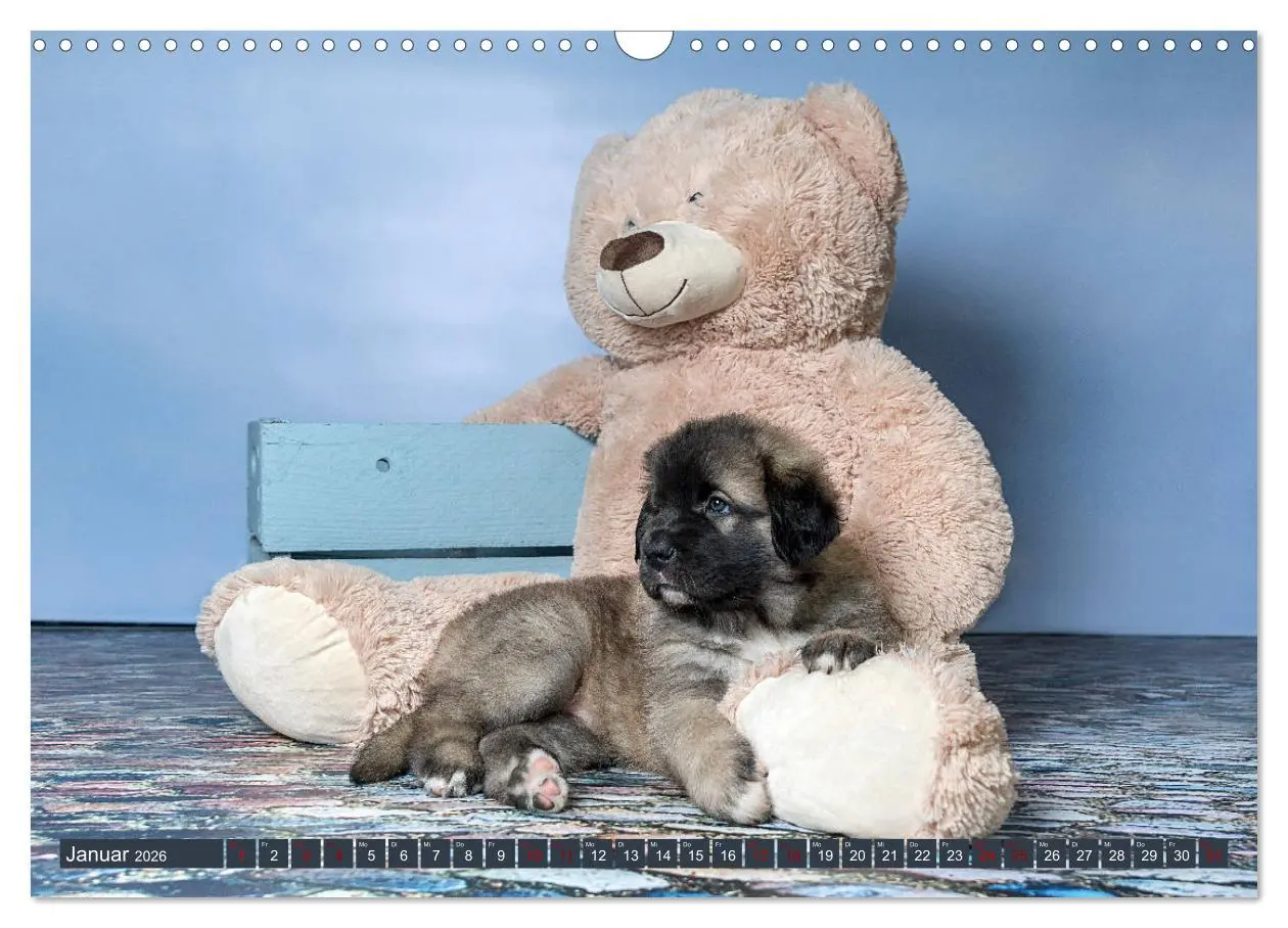 Bild: 9783457835272 | Germanische Bärenbabys (Wandkalender 2026 DIN A3 quer), CALVENDO...