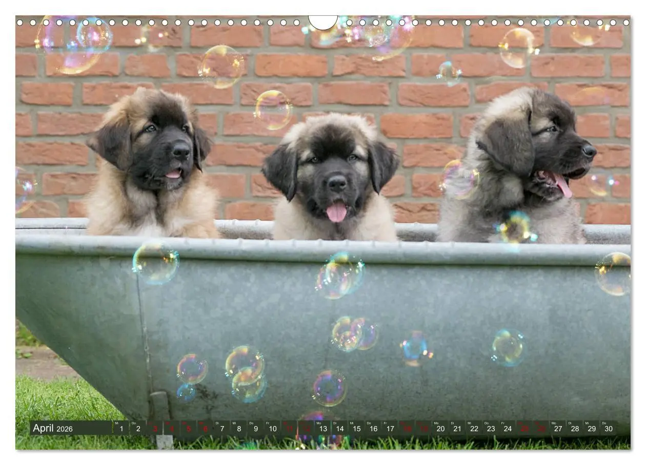 Bild: 9783457835272 | Germanische Bärenbabys (Wandkalender 2026 DIN A3 quer), CALVENDO...
