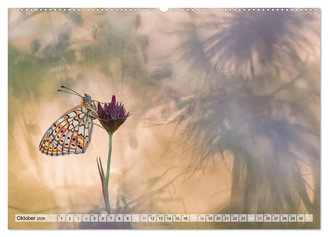 Bild: 9783457685372 | Magie der Schmetterlinge (hochwertiger Premium Wandkalender 2026...