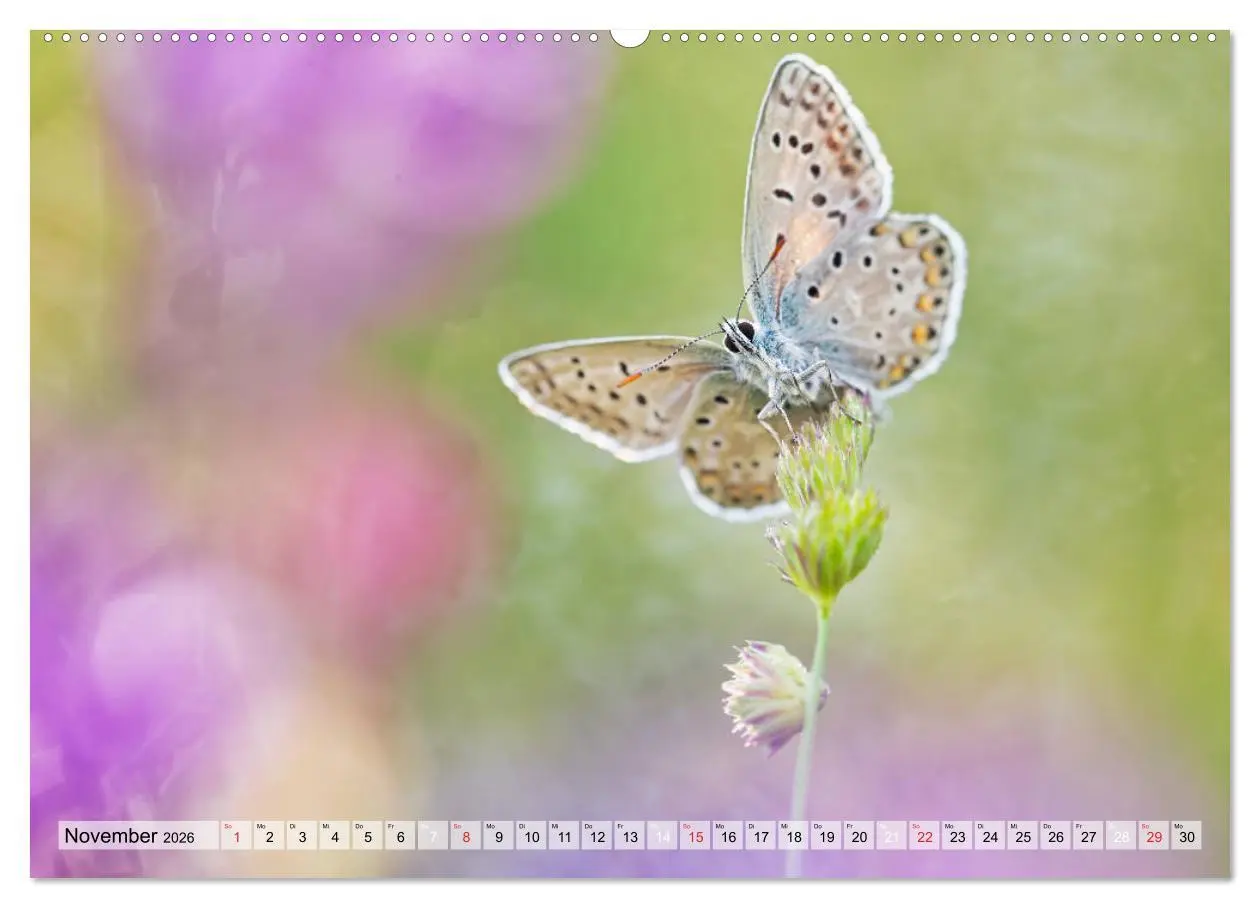 Bild: 9783457685372 | Magie der Schmetterlinge (hochwertiger Premium Wandkalender 2026...