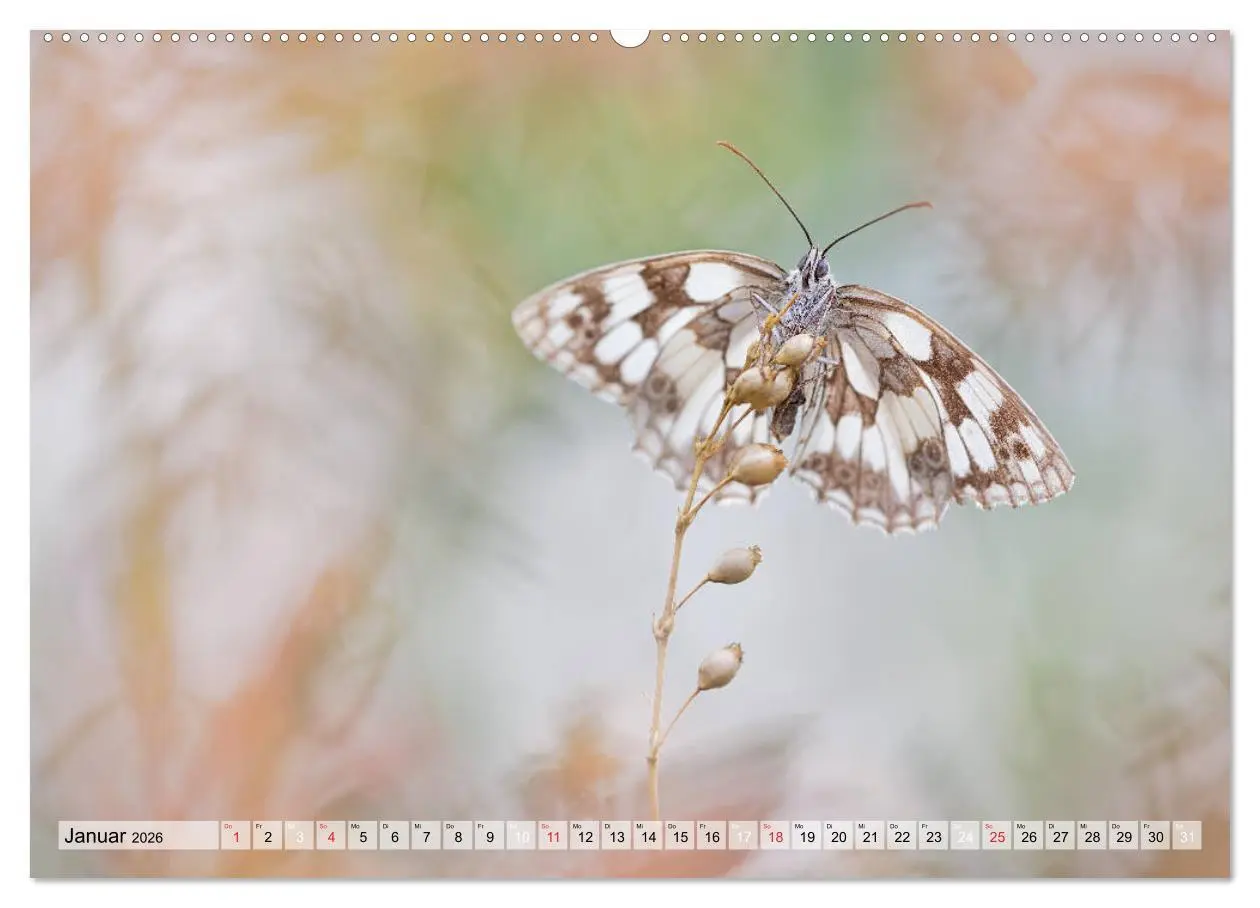 Bild: 9783457685372 | Magie der Schmetterlinge (hochwertiger Premium Wandkalender 2026...