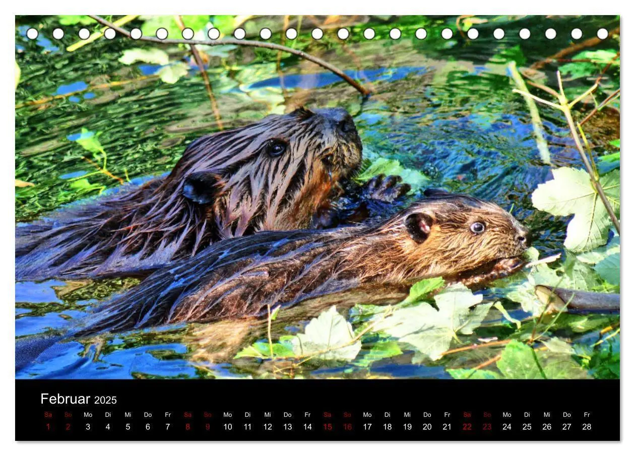 Bild: 9783435415472 | Das Leben der Biber (Tischkalender 2025 DIN A5 quer), CALVENDO...